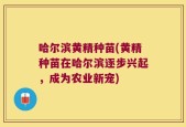 哈尔滨黄精种苗(黄精种苗在哈尔滨逐步兴起，成为农业新宠)