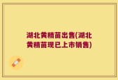 湖北黄精苗出售(湖北黄精苗现已上市销售)