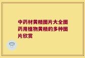 中药材黄精图片大全图药用植物黄精的多种图片欣赏
