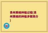 贵州黄精种植过程(贵州黄精的种植步骤简介)