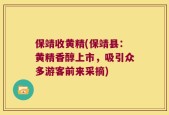 保靖收黄精(保靖县：黄精香醇上市，吸引众多游客前来采摘)