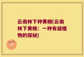 云南林下种黄精(云南林下黄精：一种有益植物的探秘)
