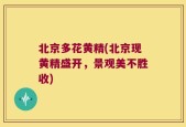 北京多花黄精(北京现黄精盛开，景观美不胜收)