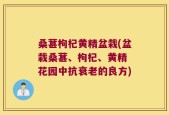 桑葚枸杞黄精盆栽(盆栽桑葚、枸杞、黄精 花园中抗衰老的良方)