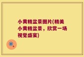 小黄精盆景图片(精美小黄精盆景，欣赏一场视觉盛宴)