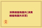 滇黄精植株图片(滇黄精植株图片欣赏)