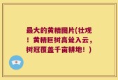 最大的黄精图片(壮观！黄精巨树高耸入云，树冠覆盖千亩耕地！)