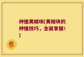 种植黄精块(黄精块的种植技巧，全面掌握！)