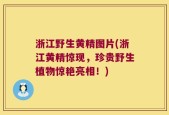浙江野生黄精图片(浙江黄精惊现，珍贵野生植物惊艳亮相！)
