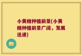 小黄精种植前景(小黄精种植前景广阔，发展迅速)