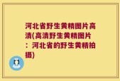 河北省野生黄精图片高清(高清野生黄精图片：河北省的野生黄精拍摄)
