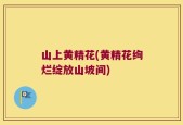 山上黄精花(黄精花绚烂绽放山坡间)