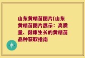 山东黄精苗图片(山东黄精苗图片展示：高质量、健康生长的黄精苗品种获取指南