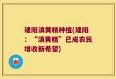 建阳滇黄精种植(建阳：“滇黄精”已成农民增收新希望)