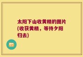 太阳下山收黄精的图片(收获黄精，等待夕阳归去)