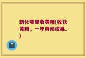 新化哪里收黄精(收获黄精，一年劳动成果。)