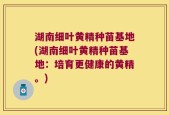 湖南细叶黄精种苗基地(湖南细叶黄精种苗基地：培育更健康的黄精。)