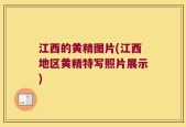 江西的黄精图片(江西地区黄精特写照片展示)