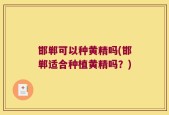 邯郸可以种黄精吗(邯郸适合种植黄精吗？)
