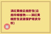 滇红黄精云南野生(云南珍稀植物——滇红黄精野生资源保护现状分析)