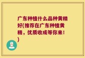 广东种植什么品种黄精好(推荐在广东种植黄精，优质收成等你来！)