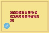湖南娄底野生黄精(娄底发现珍稀黄精植物资源)