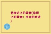 悬崖边上的黄精(悬崖上的黄精：生命的奇迹)