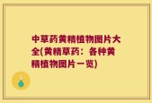 中草药黄精植物图片大全(黄精草药：各种黄精植物图片一览)