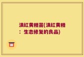 滇红黄精苗(滇红黄精：生态修复的良品)
