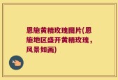 恩施黄精玫瑰图片(恩施地区盛开黄精玫瑰，风景如画)