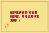 挖野生黄精苗(挖掘黄精野苗，珍稀资源惊喜发现！)