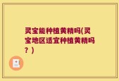 灵宝能种植黄精吗(灵宝地区适宜种植黄精吗？)
