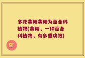 多花黄精黄精为百合科植物(黄精，一种百合科植物，有多重功效)