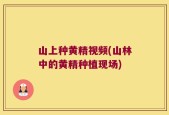 山上种黄精视频(山林中的黄精种植现场)