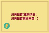 川黄精苗(重磅消息：川黄精苗震撼来袭！)