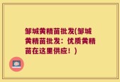 邹城黄精苗批发(邹城黄精苗批发：优质黄精苗在这里供应！)