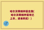 哈尔滨黄精种苗出售( 哈尔滨黄精种苗现已上市，速来购买！)