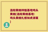洛阳黄精种植基地鸡头黄精(洛阳黄精基地：鸡头黄精扎根如虎添翼)
