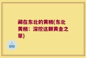 藏在东北的黄精(东北黄精：深挖这颗黄金之草)