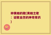 种黄精的歌(黄精之歌：讴歌自然的神奇草药)