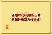 山东可以种黄精(山东黄精种植潜力待挖掘)
