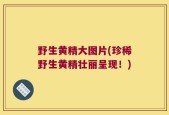野生黄精大图片(珍稀野生黄精壮丽呈现！)