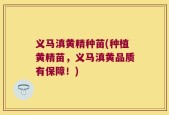 义马滇黄精种苗(种植黄精苗，义马滇黄品质有保障！)