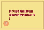 树下栽培黄精(黄精在家庭园艺中的栽培方法)