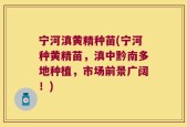 宁河滇黄精种苗(宁河种黄精苗，滇中黔南多地种植，市场前景广阔！)
