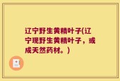 辽宁野生黄精叶子(辽宁现野生黄精叶子，或成天然药材。)