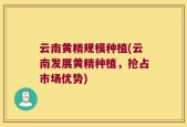 云南黄精规模种植(云南发展黄精种植，抢占市场优势)