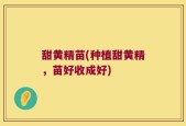 甜黄精苗(种植甜黄精，苗好收成好)