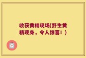 收获黄精现场(野生黄精现身，令人惊喜！)