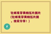 牡蛎麦芽黄精压片图片(牡蛎麦芽黄精压片图，独家分享！)